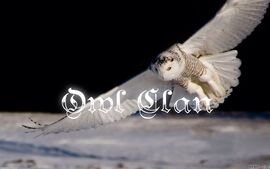 Owl Clan