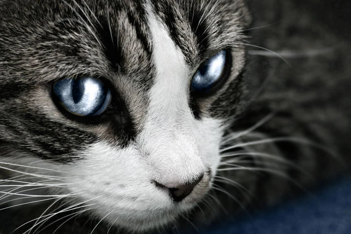 latest?cb=20140115232103