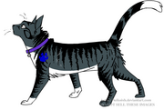 Randomcat