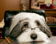 Face shaggy dog