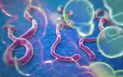 Ebola 3
