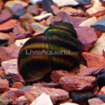Trapdoor Snail Food X50 Assorted Mystery Snails Pomacea Diffusa Fresh Water Fish Freshwater Fish Package Sc 1 St Your Fish Store