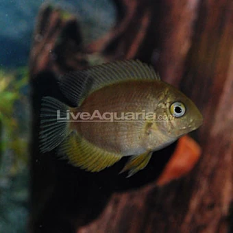 liveaquaria freshwater fish