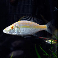 Albino Compressiceps Cichlid Freshwater Fish Wiki Fandom
