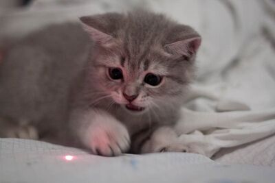 CAT!!