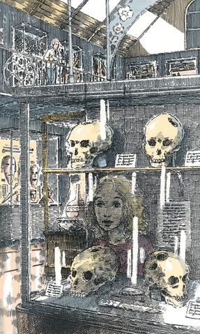 Arquivo:Trepanação Museu Pitt-Rivers.jpg