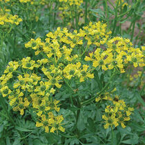 Rue Flowers
