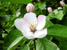 Quince Flower