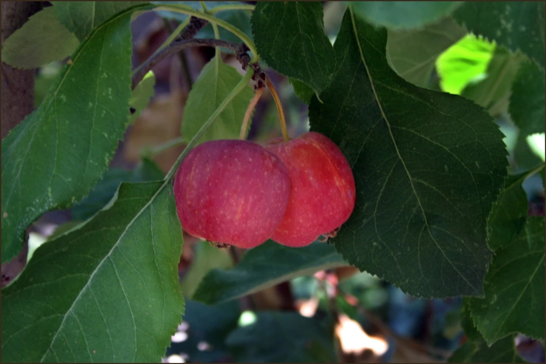 Siberian Crabapple Fruits' Information Wiki Fandom