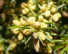 Common Juniper Cones