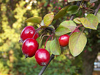 Red Japanese Flowering Crabapples