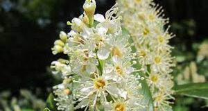 English Laurel Flowers