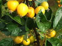 Yellow Japanese Flowering Crabapples