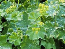 Lady's Mantle
