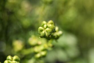 Rue Fruit