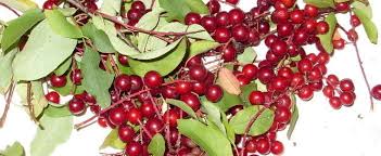 Chokecherries