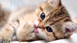 Chaton