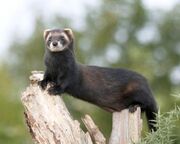 Real Polecat