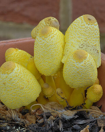 Leucocoprinus Birnbaumii Fungi Wiki Fandom