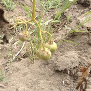 Sorkum Fruit