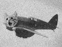 TypicalCatPlane