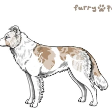 piebald merle