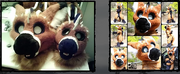 DAD timeline3