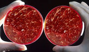 Invitro meat2
