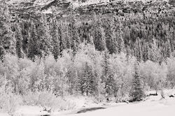 LunarProtectorateBorealForest