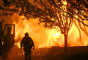 Forestfire