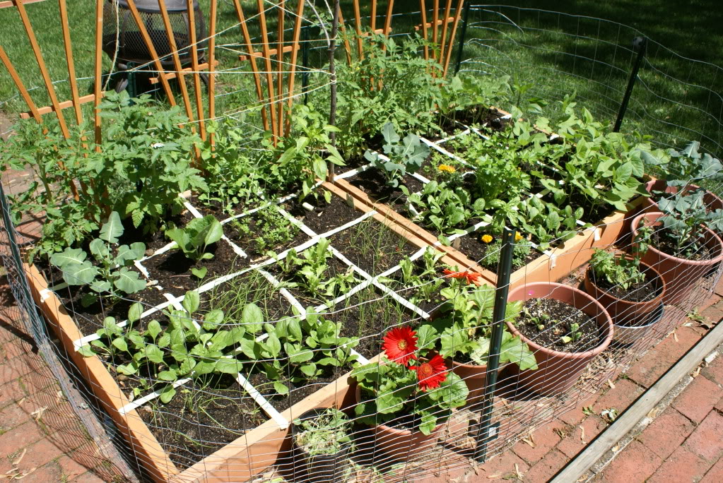 Square Foot Gardening Gael Raibead Wiki Fandom Powered By Wikia Square Foot Gardening