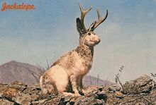 Jackalope
