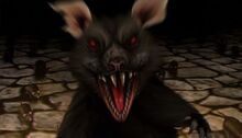 Plagued Rat