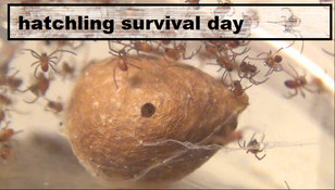 Hathatchling survival day