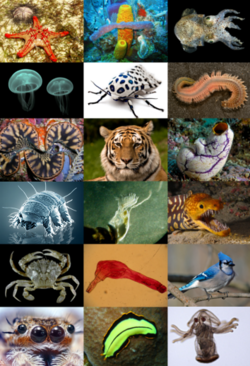Animal diversity
