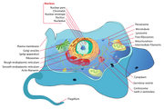 Animal cell structure