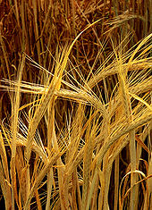 170px-Hordeum-barley