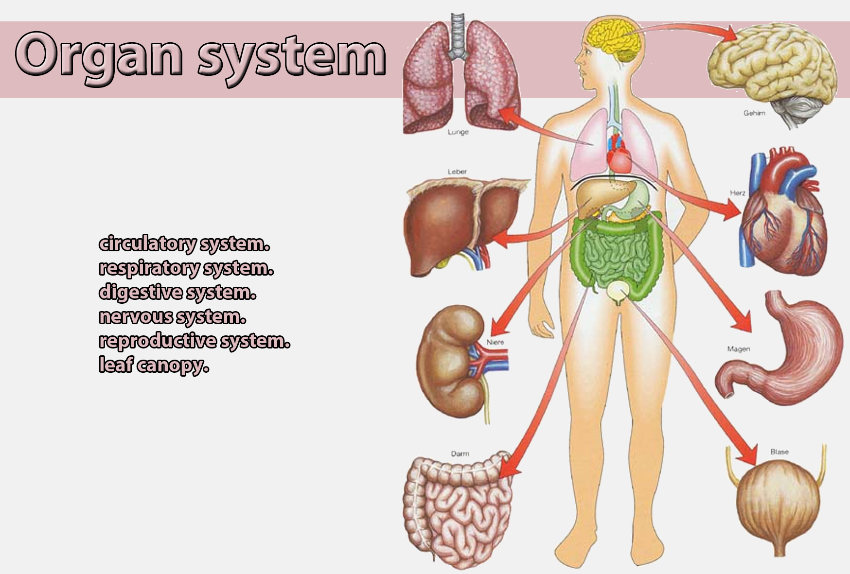 Organ system | Galnet Wiki | FANDOM powered by Wikia