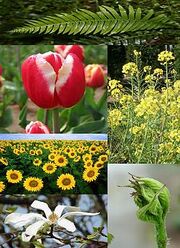 Plants diversity
