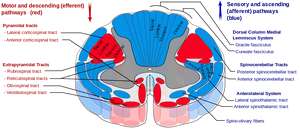 Spinal cord tracts