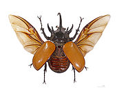 Scare bug