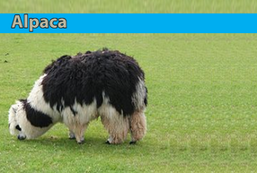 Alpaca