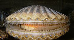 Argopecten irradians scallop