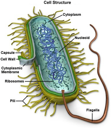 pleuropneumonia like organism galnet
