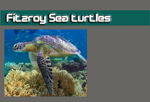 Fitzroy Sea turtless