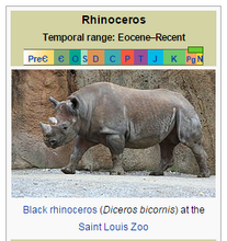 Rhino