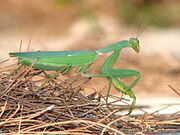 220px-Mantis-greece-alonisos-0a