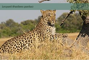 Leopard