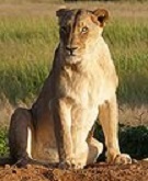 Lioness