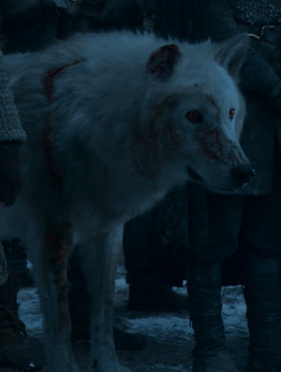 Fantôme Wiki Game Of Thrones Fandom